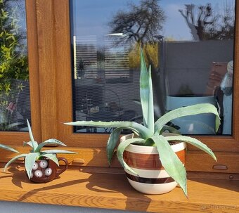 Agave Americana - 4