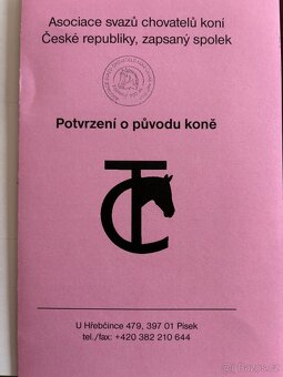 Roční hřebec ČT/❗️Spěchá❗️ - 4