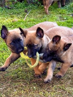 BELGICKÝ OVČÁK MALINOIS - 4