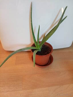 Aloe vera - 4