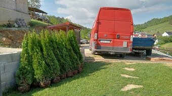 Tuja Smaragd, vavrínovec, červienka - Zlín - 4