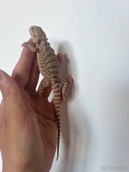 Agama vousata - 4
