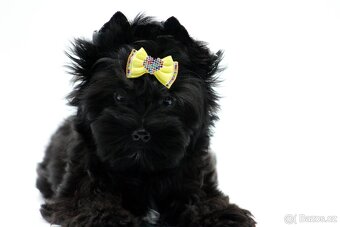 yorkshire terrier black s PP - 4