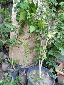 Ibišek syrsky-keř s napadnými květy. ♤ - 4