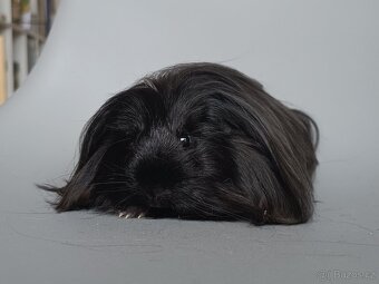 Dlouhosrsté morče - šeltie - 4