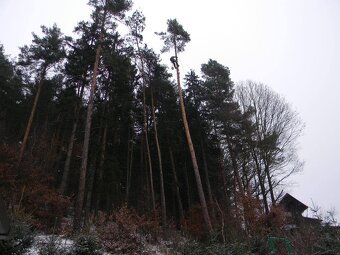 Kácení a ořezy stromů Zlínsko - 4
