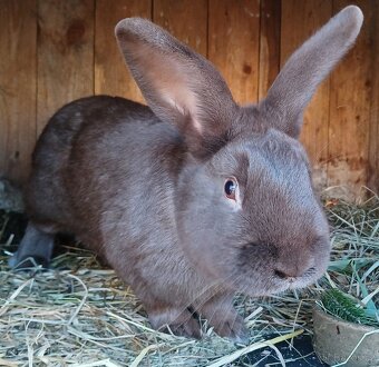 Prodám králíky - 4
