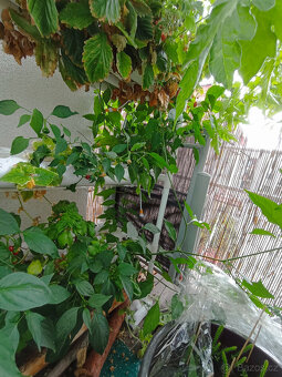 Aquaponický systém set - Hydroponic Grow Kit - 4