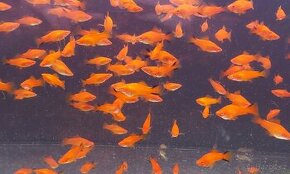 Mečovka Mex. Cometa a panceřníček C. Paleatus - 4