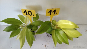 Philodendron různé druhy pokojovka - 4
