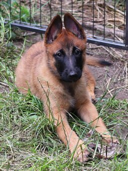 Belgický ovčák - Malinois - krásné fenky pouze s PP - 4