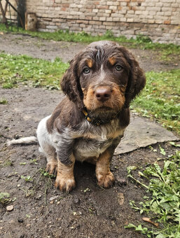 Epagneul Picard či Pikardský ohař - 4