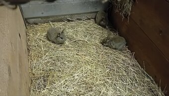 Prodám zakrslé králíčky - 4