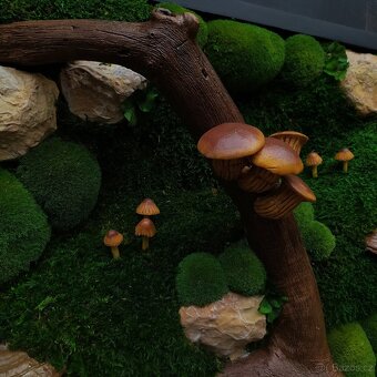 Mechový obraz / obraz ze stabilizovaného mechu - 4