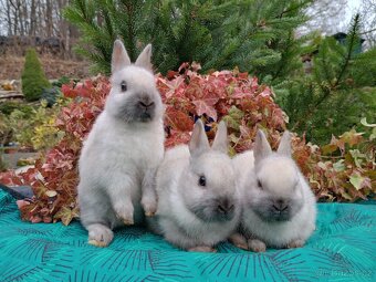 Zakrslý siamský žlutý miminka - 4