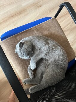 Prodam 4 britske koťata - 4