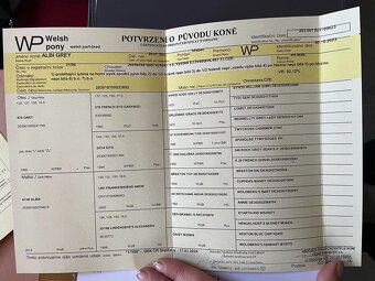 2,5letý valach WPB - 4