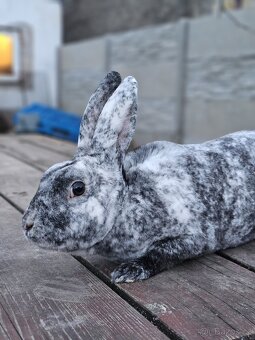 Samice rhönského rexe - 4