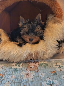 Jorkšírský teriér s PP - Spaltbiewer - 4