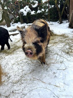 Kune kune na mazlíka - 4