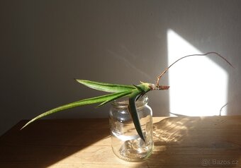 Sukulent, tchynin jazyk, Sansevieria - 4