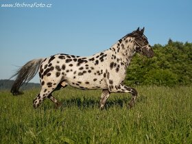 Appaloosa hřebec,  100%FPD - připouštění - 4