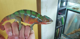 Chameleon Pardálí - 4