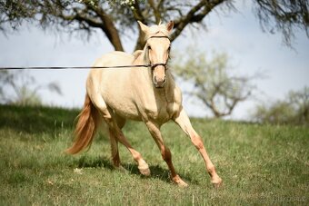 Lusitano klisna PSL v exkluzivní barvě palomino DUN - 4