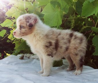 Border kolie , Collie , kolia - 4