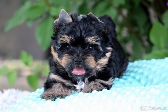 yorkshire terrier s PP(IHR) - 4