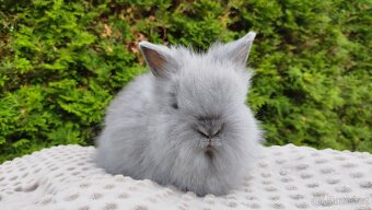 Zakrslý králíček, králík -(TEDDY)--FLORIAN-- - 4