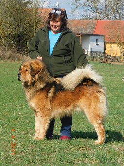 Tibetská doga štěňata s PP (FCI) 2025/26 dva vrhy - 4