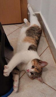 Hledám domov pro koťátko - 4