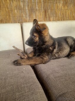 Německý ovčák - 4