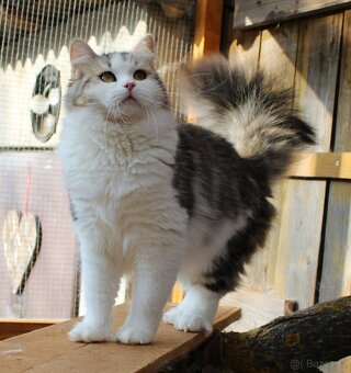 Sibiřská kočka - 4