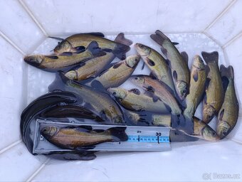 Lín obecný 20- 25 cm - 4