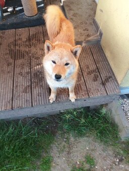 Daruji větší štěně Shiba inu - 4
