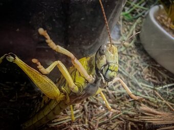 Saranče všežravé (Locusta migratoria) 🦗 - 4