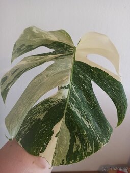Monstera albo variegata - 4