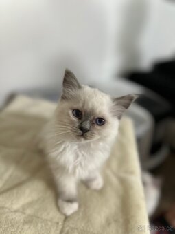 Ragdoll koťátka s PP - 4