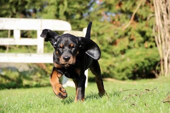 Black and Tan Coonhound s PP FCI - 4