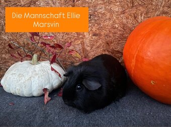 Morčátka plemene US Teddy - 4