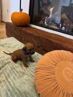 Rhodéský ridgeback s PP - 4