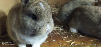 Zakrslí králíčci - 4