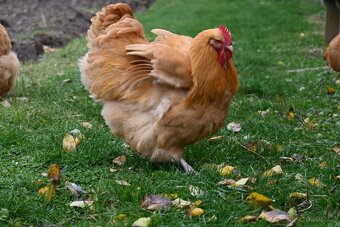 Kohouti orpingtonky - 4