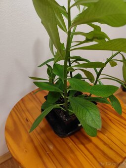 Gumovník Euphorbia umbellata - 4