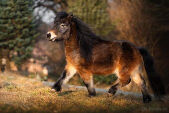 Shetland pony - 4
