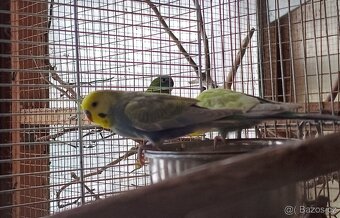 Andulka r.2025 - 2x "duhový" samec - 4