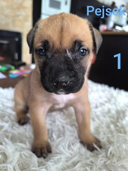 Štěňata Amerického stafordširskýho teriéra - 4