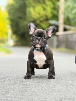 Francouzský buldoček s PP ( FCI ) - 4